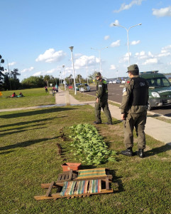 PLANTAS DE MARIHUANA (4)