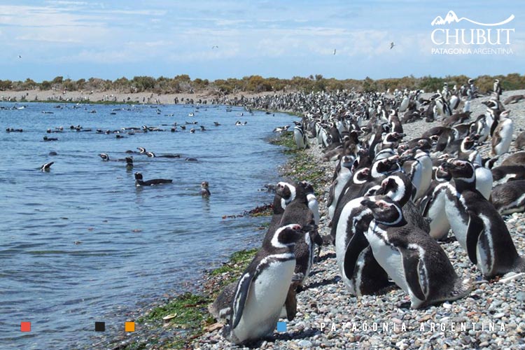 Punta Tombo, Chubut